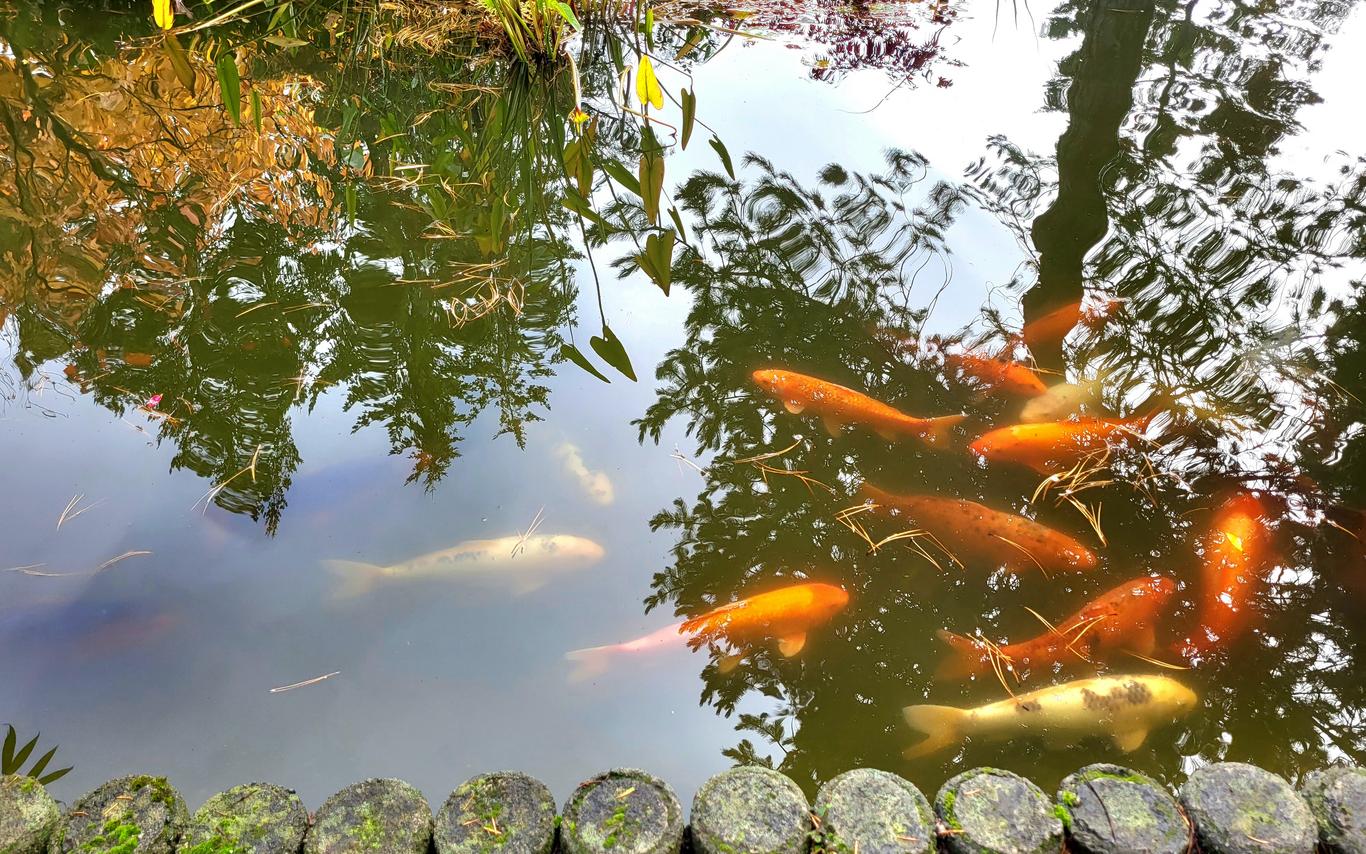 Koi pond